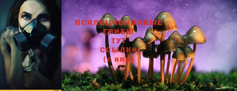 закладки  Каменск-Шахтинский  Галлюциногенные грибы Magic Shrooms 